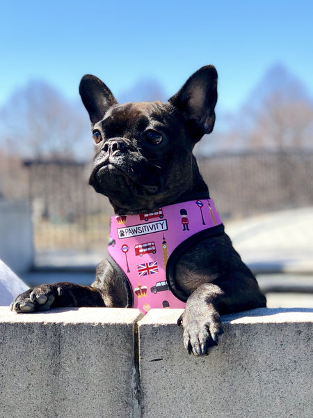 Pawsitivity harness on sale